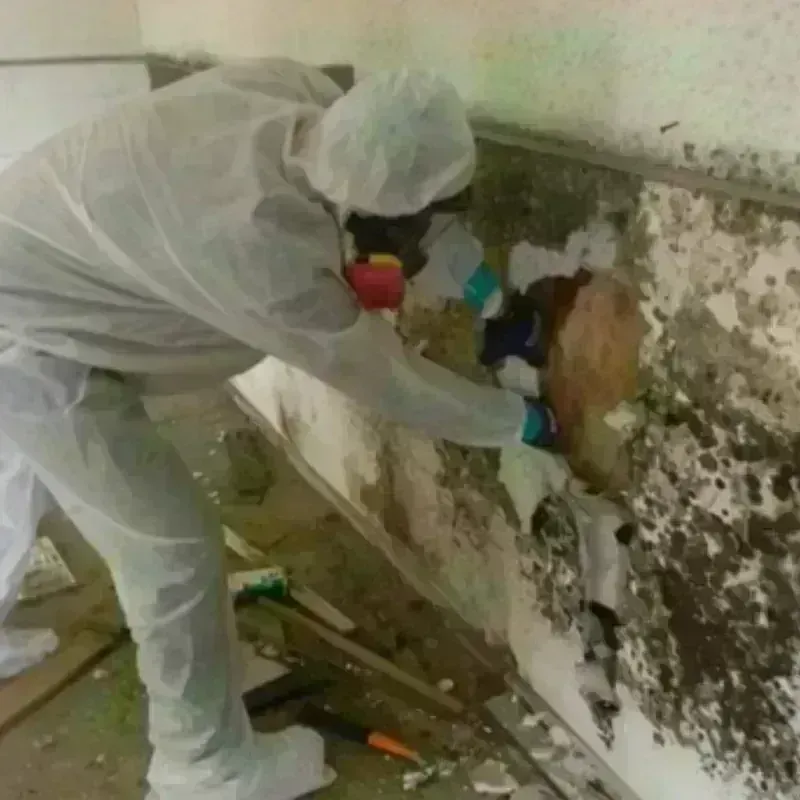 Mold Remediation and Removal in Hickman, KY